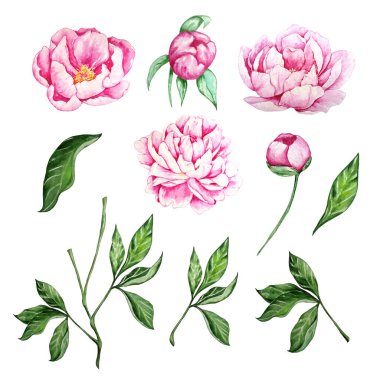 Pembe şakayıklar, tomurcuklar, dallar ve yeşil izinler.