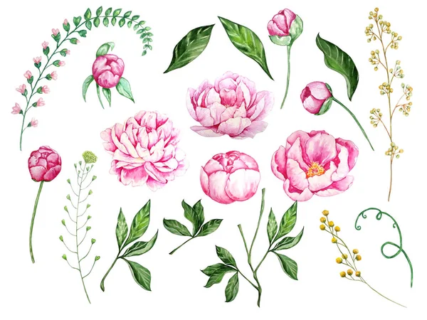 watercolor set of pink peonies, buds, branches, green leaves and field branches with flowers