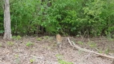 Bir leopar safari parkını ziyaret ederken Sri Lanka ormanında yürür. 