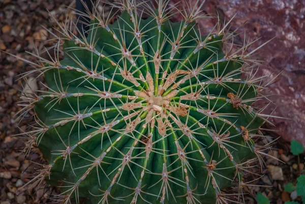 Cactus. Ferocactus histrix en el jardín, fondo en scr completo — Foto de Stock