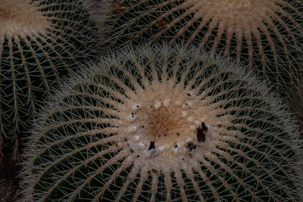 Immagine da primo piano di Cactus a botte d'oro (echinocactus grusonii) (E — Foto Stock