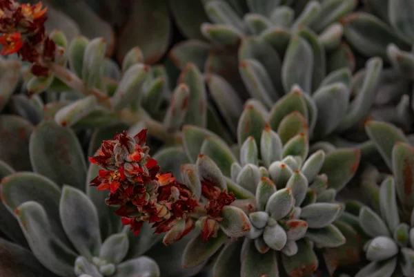 Echeveria leucotricha or chenille succulent plant in the botanic — Stock Photo, Image