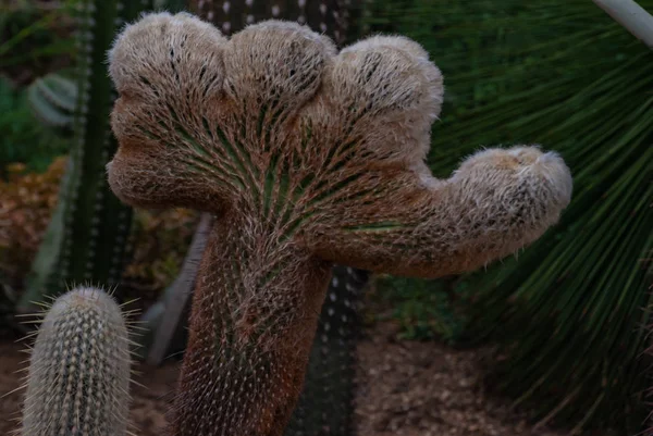 Detail of cactus - espostoa lanata in botanical garden. — Φωτογραφία Αρχείου