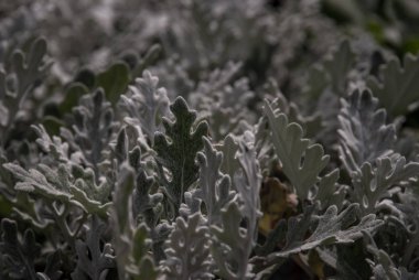 Gümüş çiçek Jacobaea maritima. S ile doku arkaplan bitkisi