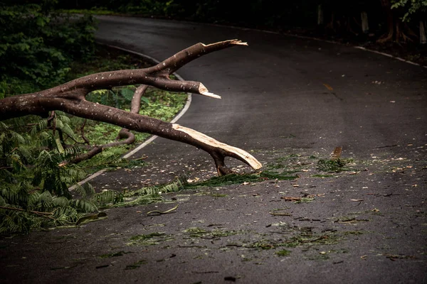 Falling tree debris block road in forest after rain storm.