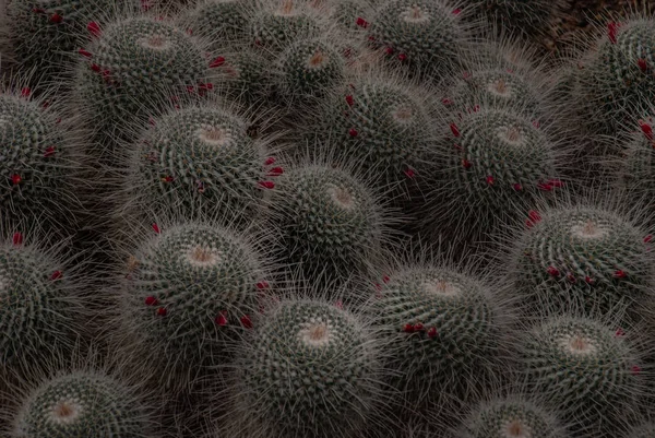 Μοτίβο κάκτου (Echinopsis Strigosa Cacti) στο βοτανικό g — Φωτογραφία Αρχείου
