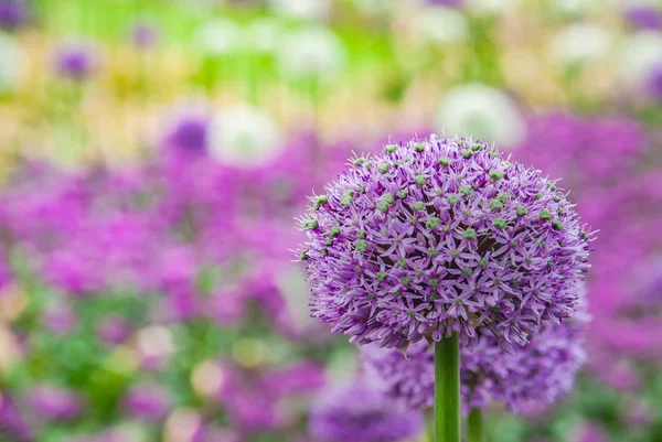 Bolvormige paarse allium bloemen. In het groen blad achtergrond, A — Stockfoto