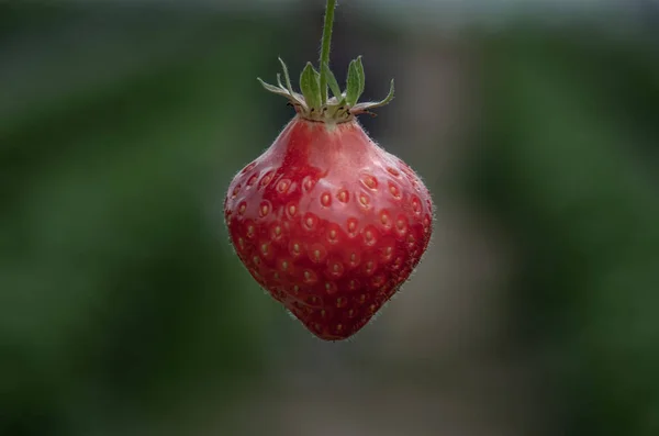 Frische reife Bio-Erdbeere am Ast, Gartenfrucht-Isolat — Stockfoto