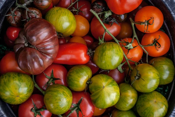 Colorful Organic Tomatoes on a large rounded tray. Fresh Organic