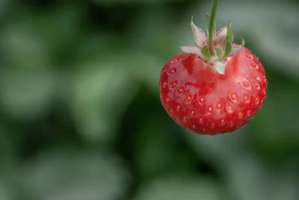 Frische reife Bio-Erdbeere am Ast, Gartenfrucht-Isolat — Stockfoto