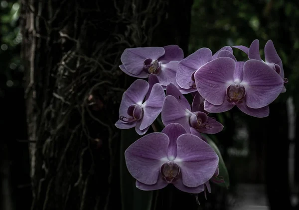 Beautiful flower of purple orchid flowers or ground orchid on na — Stock Photo, Image