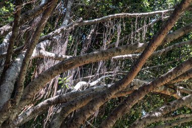 Banyan ağacı (Ficus benjamina) parkta büyümüş ve büyümüştür.