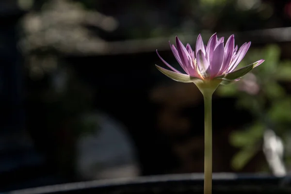 La fleur de lotus fleurit à l'étang avec des feuilles vertes.sur le bac — Photo
