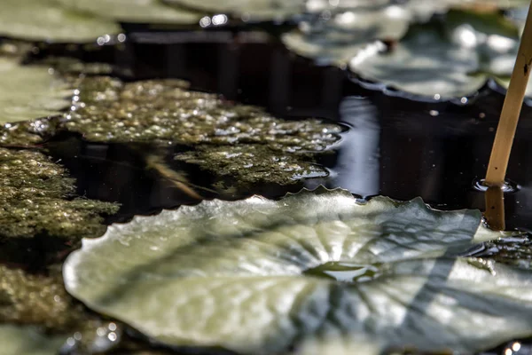 Latar belakang bunga pada daun teratai hijau di kolam gelap . — Stok Foto