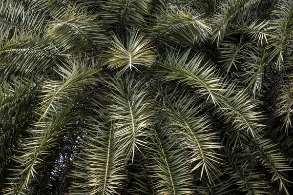 Feuilles vertes tropicales créatives. Concept de printemps nature, Gr — Photo