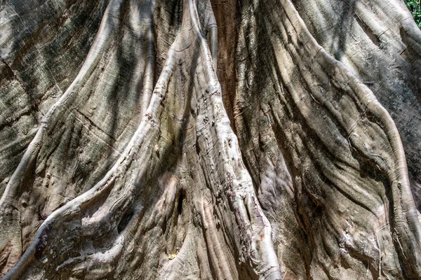 Detaily Obraz největšího a nejvyššího obřího stromu v B — Stock fotografie