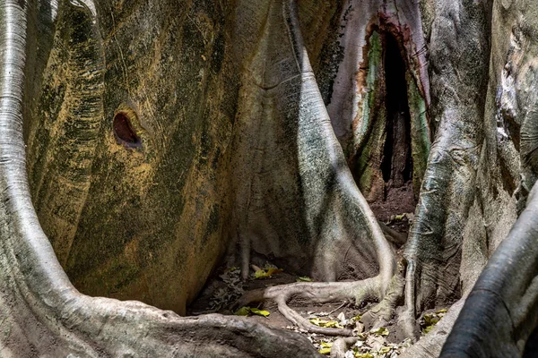 Detalhes de A imagem da maior e mais alta árvore gigante em B — Fotografia de Stock