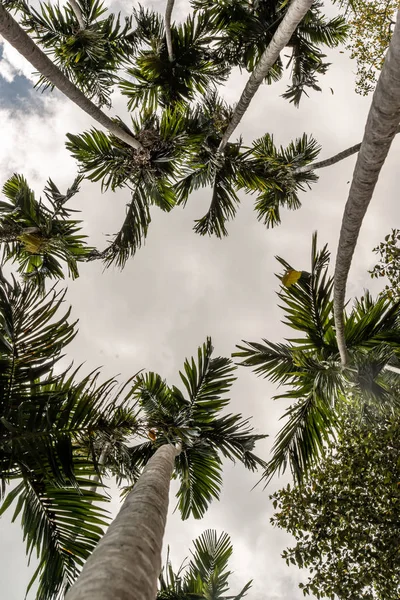 Un beau cliché d'arbres du bas vers le haut contre le ciel , — Photo