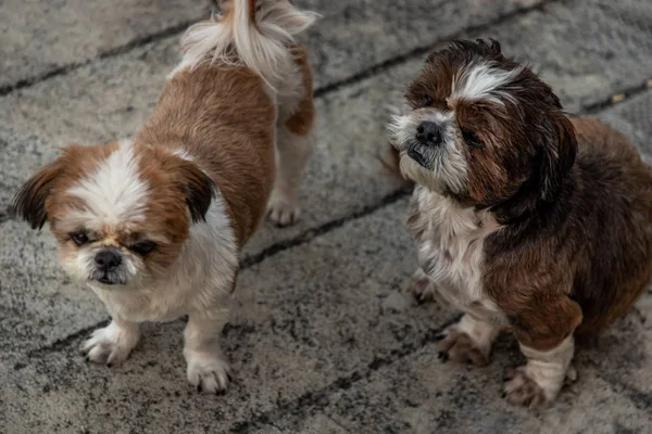 Zwei shih tzu Hunde mit sitzender Pose auf dem Boden. — Stockfoto