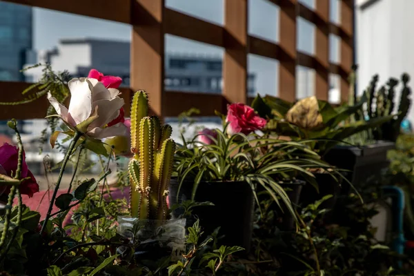 Цветочный горшок с цветами, посаженными на солнечном балконе . — стоковое фото