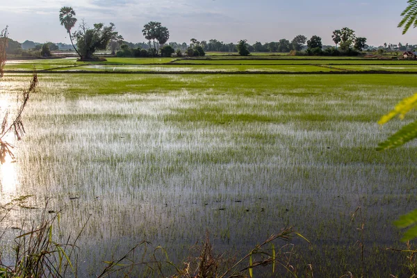 Campo de arroz hierba verde, Sensación de aire fresco en la naturaleza . —  Fotos de Stock