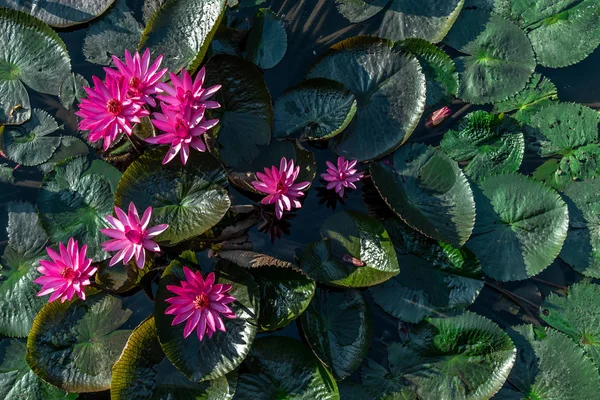 Flor de loto rosa con hoja de loto verde en el estanque, campo . — Foto de Stock