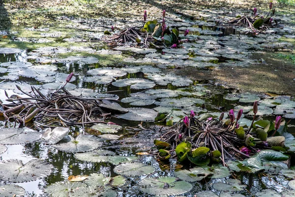 Hoja de loto verde con flor de loto rosa en un canal natural . — Foto de Stock