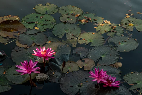 Hermosa flor de loto rosa con hoja de loto verde en el estanque . — Foto de Stock