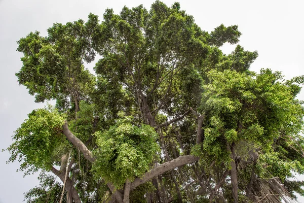 Árbol de Banyan (Ficus benjamina) grande y viejo crecido en el parque, k — Foto de Stock