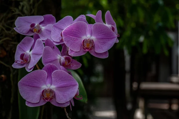 Mor orkide çiçeklerinin güzel çiçeği ya da na üzerinde yer orkidesi — Stok fotoğraf