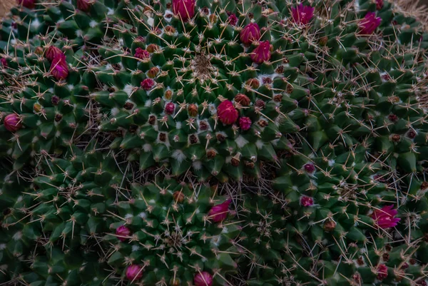 Hermoso patrón de cactus Mammillaria en el jardín botánico . — Foto de Stock