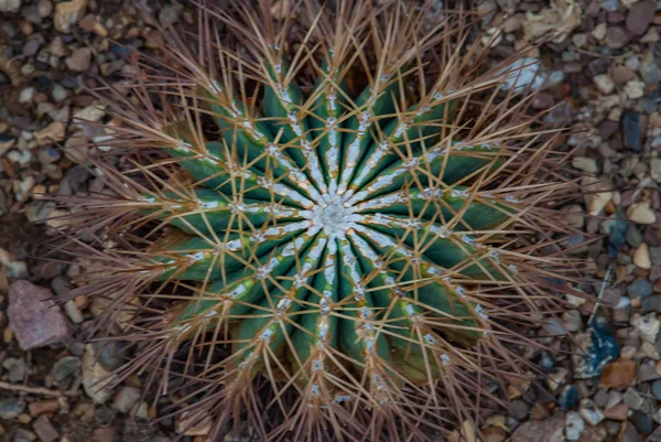 Cactus a botte blu - Ferocactus glaucescens - dettaglio — Foto Stock