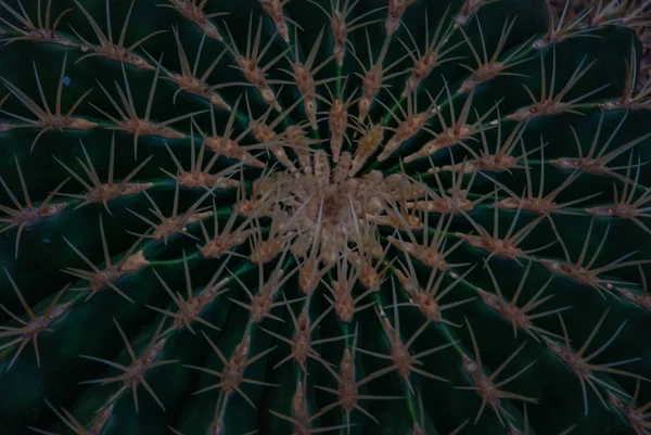 Cactus. Ferocactus histrix en el jardín, fondo en scr completo — Foto de Stock