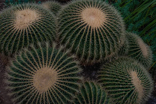 Hermoso de cactus cañón de oro (echinocactus grusonii) growi — Foto de Stock