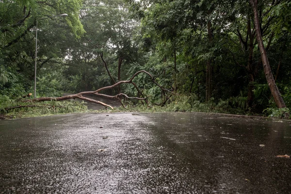 Chute de débris d'arbres bloquant la route dans la forêt après la tempête de pluie . — Photo