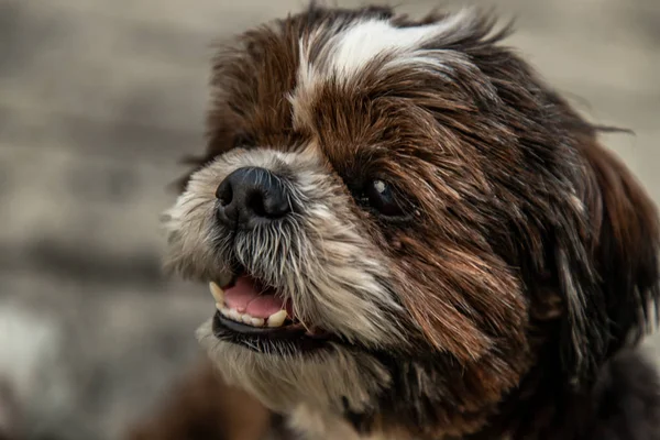 Close-up van Lovely Male Shih Tzu hond. — Stockfoto