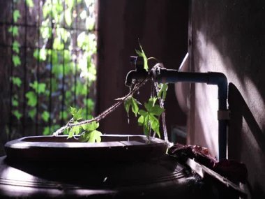 Water is Life. The moment of Water dripping flowing throug a ivy's leave going into the old big earthen jars. Light and shadow, Slow motion