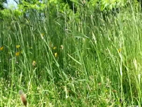 Paysage vert avec mauvaises herbes en bordure de route soufflent par le vent. Contexte naturel 
