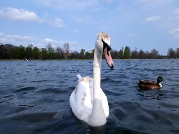 Biała Gęś Jedząca Chleb Pływająca Wodzie Świeżym Powietrzu Miejski Park — Wideo stockowe