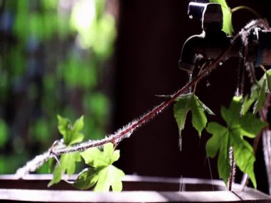 Water of Life. The moment of Water dripping flowing throug a ivy's leave going into the old big earthen jars. Light and shadow, Slow motion