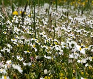 Bee swarming on the daisy flower blossoms in the nature. Beautiful daisy blossom in a tranquil forest meadow full of wild daisies on a relaxing sunny day. Slow motion, Select focus