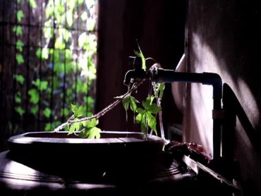 Water is Life. The moment of Water dripping flowing throug a ivy's leave going into the old big earthen jars. Light and shadow, Slow motion