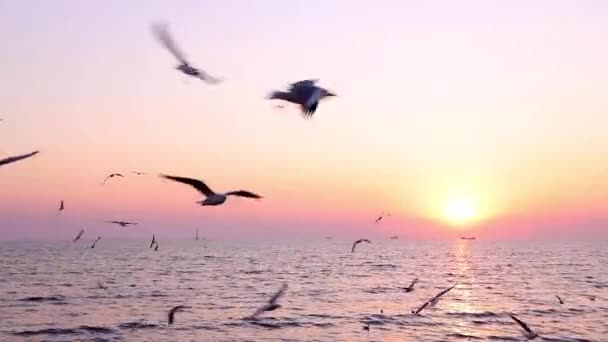 カモメのグループは 海の上に夕日の景色を美しく飛んでいます サンフレアだ 特に焦点がない — ストック動画