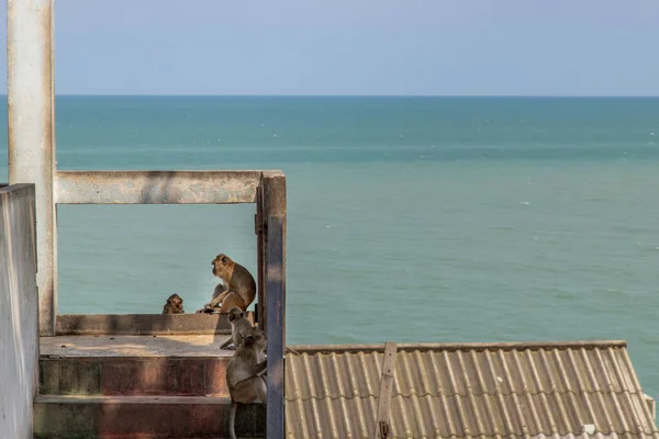 Los Monos Esquivan Calor Una Barandilla Edificio Abandonado Junto Mar —  Fotos de Stock