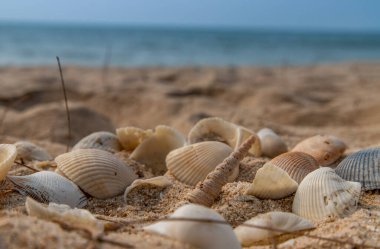 Kumsalda deniz kabuğu ve kopyalama alanı. Yazın kumsal deseni..