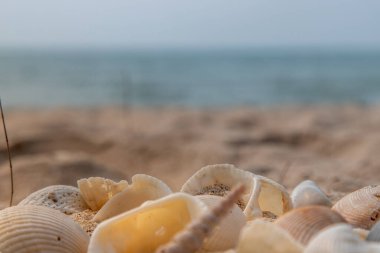 Kumsalda deniz kabuğu ve kopyalama alanı. Yazın kumsal deseni..
