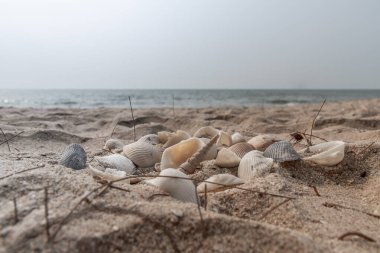 Kumsalda deniz kabuğu ve kopyalama alanı. Yazın kumsal deseni..