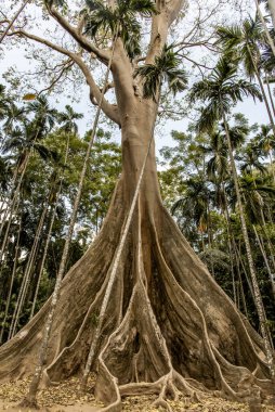 Uthai Thani Eyaleti, Tayland 'daki Ban Sanam' daki en büyük ve en yüksek dev ağacın resmi..