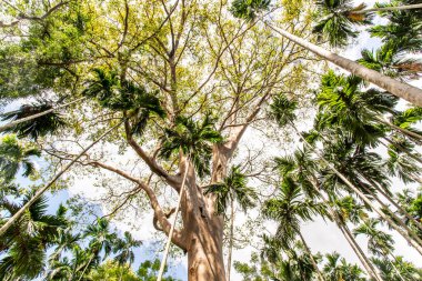 Uthai Thani Eyaleti, Tayland 'daki Ban Sanam' daki en büyük ve en yüksek dev ağacın resmi..