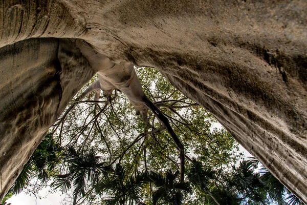 Зображення Найбільшого Найвищого Гігантського Дерева Бан Санамі Провінції Утаї Тані — стокове фото